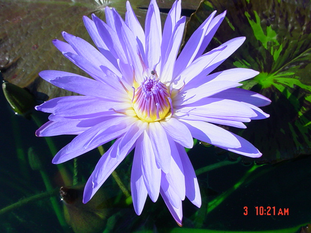 N-Blue Daisy (Sun)